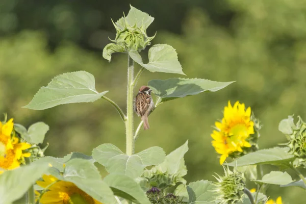 Nahaufnahme Eines Vogels Auf Einem Sonnenblumenzweig Selektiver Fokus — Stockfoto
