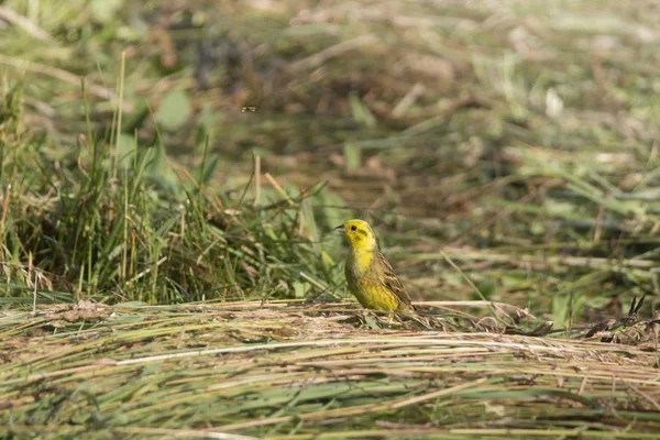 Piccolo Uccello Goldammer Giallo Seduto Sull Erba — Foto Stock