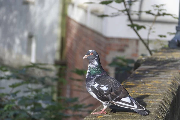 Pigeon on boundary wall, selective focus