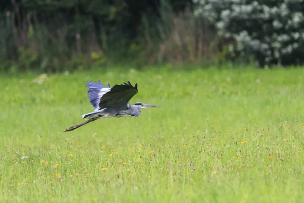 Weergave Van Grijze Heron Vliegen Boven Groene Weide — Stockfoto