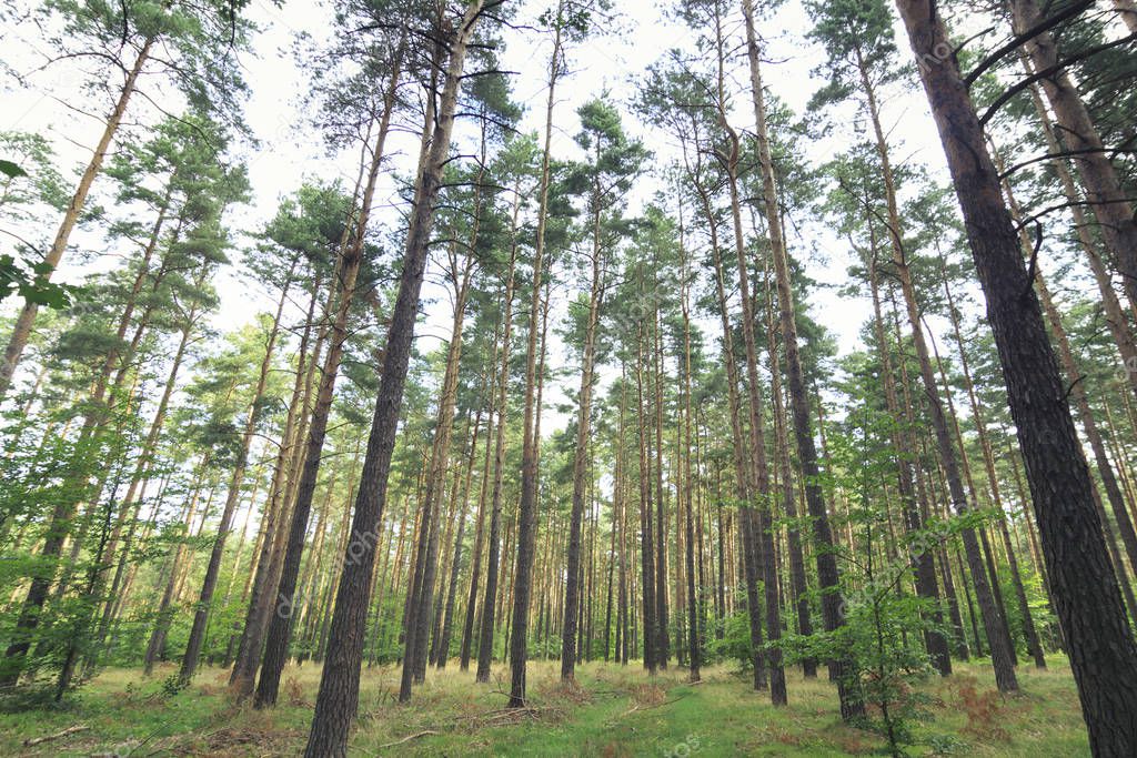 low angle view of forest in Upper Lusatia