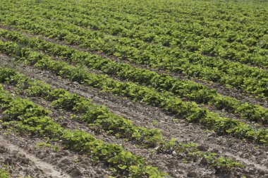 yaz aylarında çilek tarlası, seçici odak