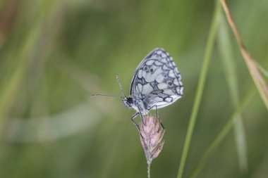 Kelebek çim kök üzerinde oturan yakın çekim