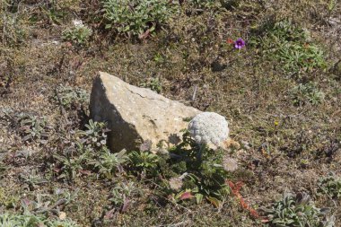 Close-up Akdeniz kır çiçekleri, ön plan odaklanmak