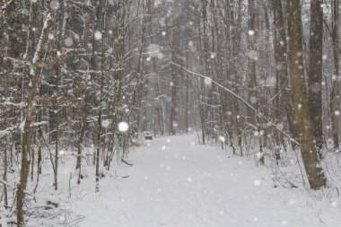 Kış peyzaj Park Manzaralı görünüm