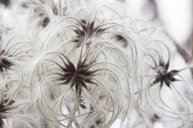 Kuru akasma tohumları yakın çekim