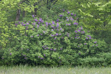Lila çalıların büyük yaz orman