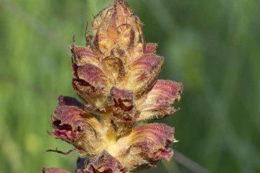 Orobanche gracilis yakın çekim, seçici odak