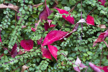 sonbahar yaprakları, seçici odak Close-up