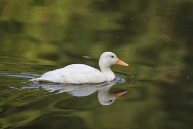 suda ördek yakın çekim, seçici odak
