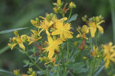 Sarı kır çiçekleri yakın çekim