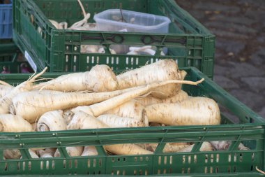 Bautzen 'de piyasa standında kök maydanoz