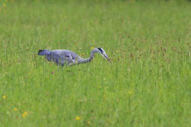 Gri balıkçıl yeşil çayır üzerinde yürüme görünümünü