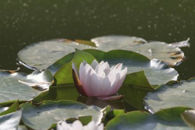 Nilüfer ile görünümünü nehire bırakır