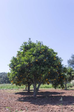 Mandalina ağaçları ile kırsal ortamda meyve