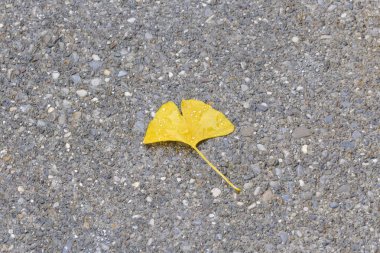 Asfalt üzerinde sarı ginkgo yaprağı ile su damla 