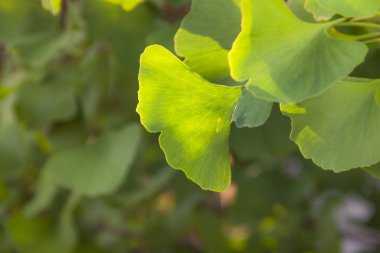 Ginkgo yaprağı üzerinde güneş ışığı kapat