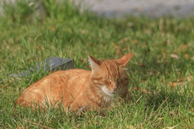 Zencefil kedi çimenlerin üzerinde uyku portresi