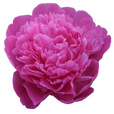 Pembe şakayık beyaz arkaplanda izole edilmiş