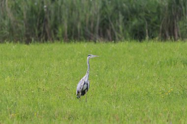 Gri balıkçıl duran yeşil çimen