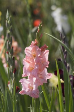 pembe kılıç çiçeği, yumuşak odak arka plan Close-up