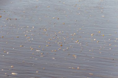 kabukları kum plajındaki yakın çekim