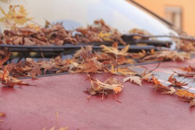 Araba, seçici odak renkli gür yapraklar Close-up 