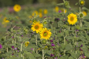 ayçiçeği, seçici odak doğal görünümü