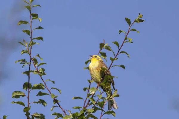 Primer Plano Del Goldammer Amarillo Sentado Rama Del Árbol — Foto de Stock