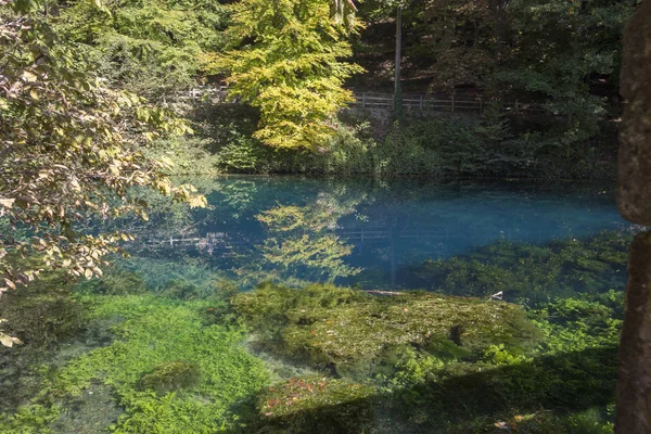 Vista Panoramica Della Foresta Del Lago Estate — Foto Stock