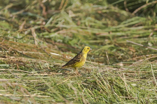 Pequeño Pájaro Goldammer Amarillo Sentado Hierba — Foto de Stock