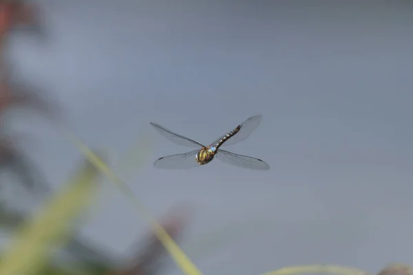 Selective Focus Flying Green Dragonfly — Stock Photo, Image