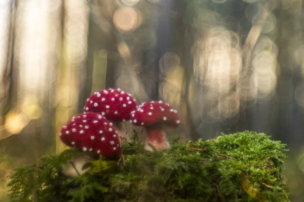 Tre Små Svampar Natur Skog Bakgrund Bokeh Cirklar — Stockfoto