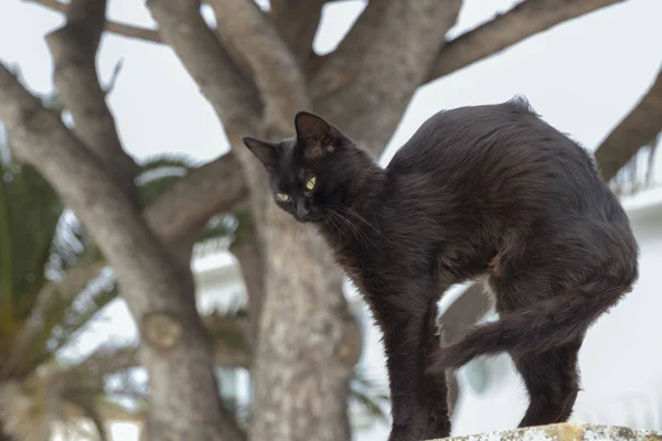 Černá Kočka Sedí Sloupku Plotu Přední Části Mohutné Staré Stromy — Stock fotografie