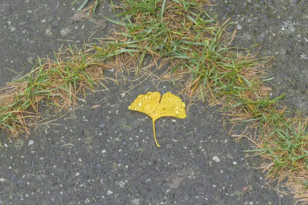 Close Folha Ginkgo Amarelo Chão — Fotografia de Stock