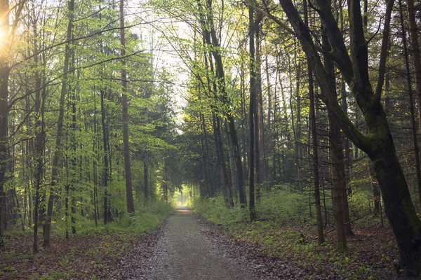 Vista Sobre Camino Forestal Vacío Luz Del Día —  Fotos de Stock