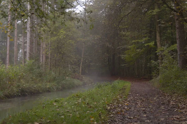 Vista Del Sendero Forestal Niebla Otoño — Foto de Stock