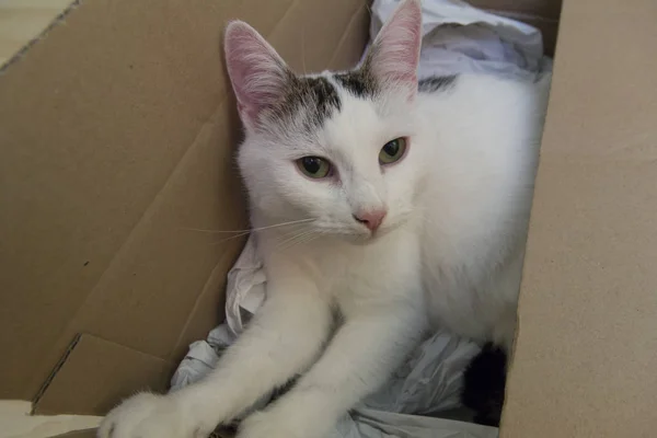 White Cat Cardboard Box Selective Focus — Stock Photo, Image