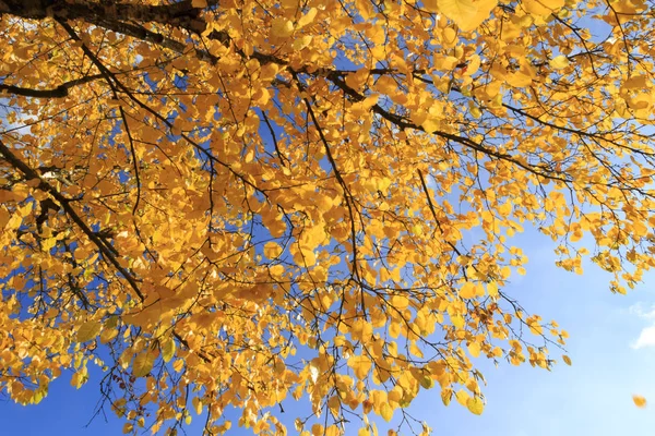 Takken Van Herfst Boom Tegen Blauwe Hemel — Stockfoto