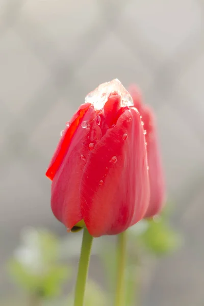 Close Red Tulips Snow — Stock Photo, Image