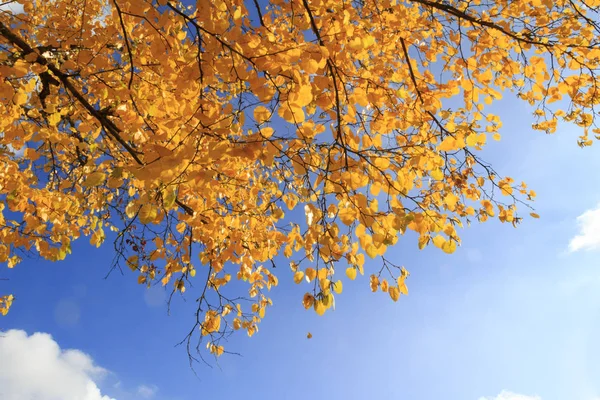 青い空を背景に秋の木の枝 — ストック写真