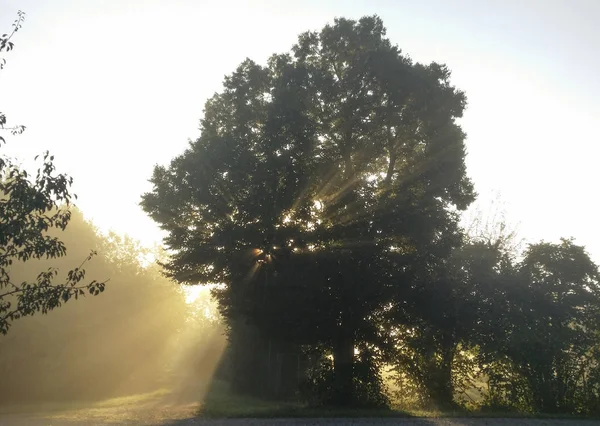 Красивый Вид Утреннего Тумана Поле Деревьями — стоковое фото