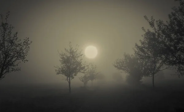 フィールドに朝の霧の風光明媚なビュー — ストック写真