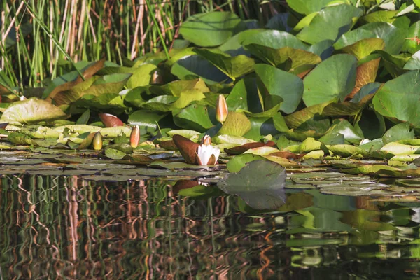 Blick Auf Seerosen Mit Blättern Fluss — Stockfoto