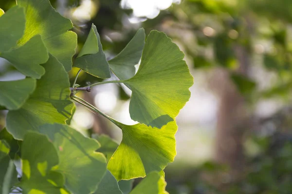 Close up of sunlight on ginkgo leaves