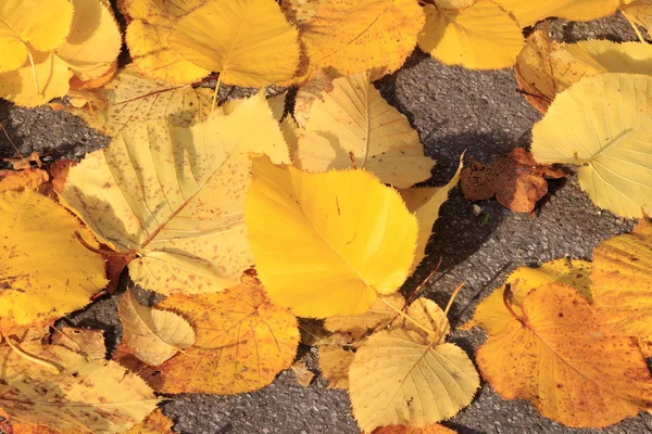 Zbliżenie Żółty Jesienią Liście — Zdjęcie stockowe