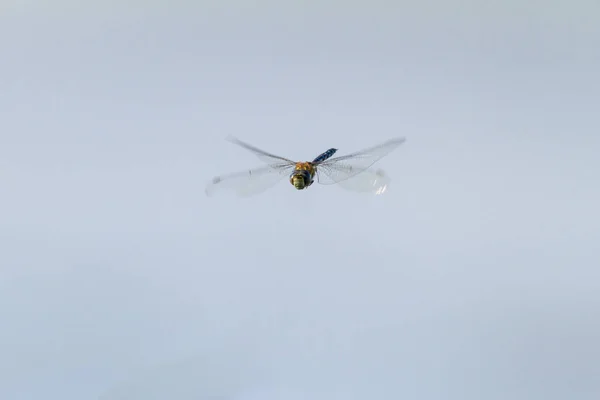 Fechar Libélula Contra Céu Azul — Fotografia de Stock