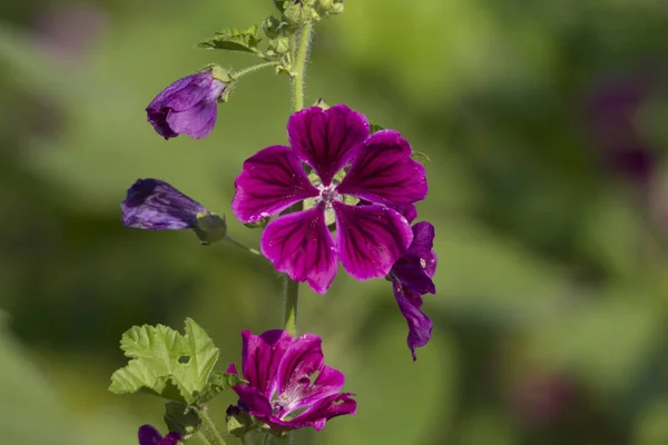 Крупным Планом Фиолетовые Цветы Мягкий Фон Фокуса — стоковое фото