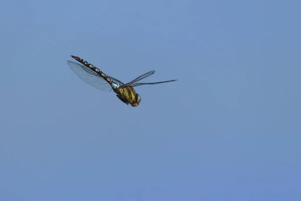 在蓝天上关闭蜻蜓 — 图库照片