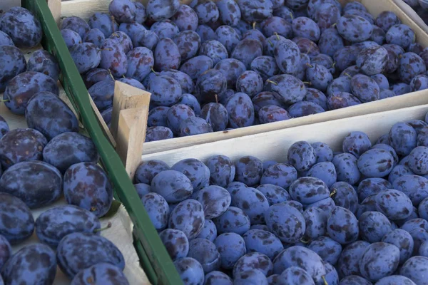 Close up of harvesting blue plums in crates
